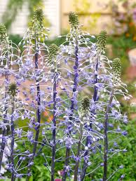 Image result for Salacia chlorantha