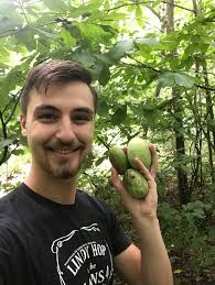 Paw paw harvest for bourbon butter recipe