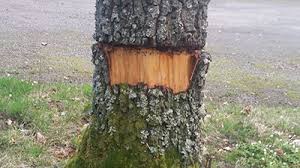 Image result for site:byggahus.se trädfällning