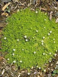 Pin On Fab Florals Magnificent Greenery
