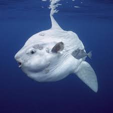 Namun, yang paling mengerikan dari hewan ini adalah kemampuannya untuk berkamuflase yang sangat luar biasa. Ocean Sunfish Antara Ikan Terbesar Di Dunia Ikan Paus Bukan Ikan Tetapi Mamalia Menurut Data Ikan Ini Makan Obor Obor Ikan Terbesar Pertama Ialah Rhincodon Typus Ajar Malaysia