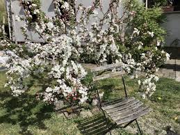 Pin Von Jernrive De Auf Mein Garten In 2020 Garten Pflanzen Natur
