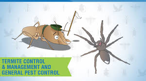 Pest ex is a leading pest control & termite treatment services company. Central West Pest Ex Pest Control Cowra