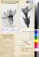 Image result for Exochaenium