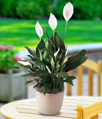 Fall fertilizer can be easily incorporated into spath plant maintenance. Easy Houseplants How To Care For Peace Lily