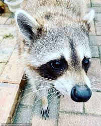 instagram sensation pumpkin the raccoon who loved eating