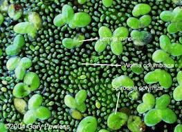 Image result for Wolffia