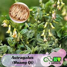 Image result for Astragalus