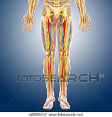 Only 6 seconds to answer each question before the answer comes. Lower Body Anatomy Artwork Stock Illustration U22895807 Fotosearch