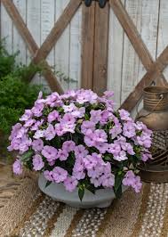 Image result for Impatiens burtonii