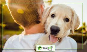 First of all, you can search for it then they want to know if you include any additional services. Should I Leave My Dog At Home Or Look For Dog Boarding Near Me