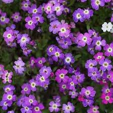 Pin On Flowers Their Meanings