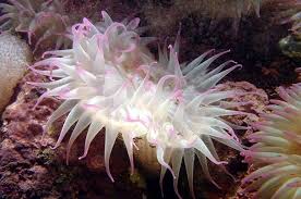 Image result for Anemone transvaalensis