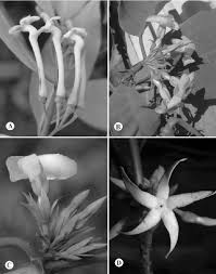 Image result for Malouetia