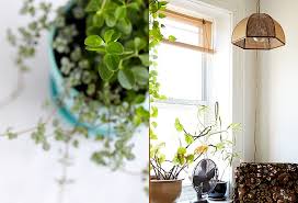 The Sill Terrain House And Patio Plant Care In The Bulletin At Terrain Patio Plants Plant Care Plants