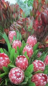Get your own corner of the web for less! Native Wedding Flowers Tesselaar Flowers