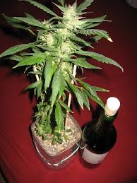 I'm talking about the real wattage value! 14 Watt Led Grow Light Cannabis Cultivation Growery Message Board