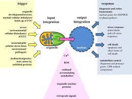 The cell membrane, cytoplasm, chromosomes, and mitochondria are the structures that are present in both the plant and the animal cells. Retrograde Signals From Endosymbiotic Organelles A Common Control Principle In Eukaryotic Cells Philosophical Transactions Of The Royal Society B Biological Sciences