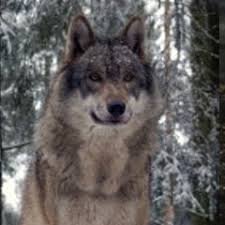 It is the largest nondomestic member of . Europe International Wolf Center