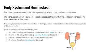 Urinary System Kylie Matheny Mariely Hidalgo Elias Sannicolo Desiree Shine Ppt Download