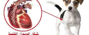 ديدان القلب في الكلاب الأعراض و العلاج دليل العيادات البيطرية دكتور بيطري بين يديك