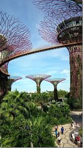 Supertree Grove Gardens By The Bay Singapore