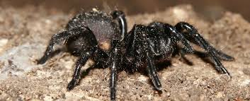 Made by an animal) used for the purpose of attack or defence. Scientists Are Using One Of The World S Deadliest Venoms As A Safer Insecticide