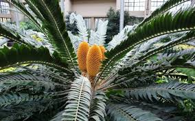Image result for Encephalartos
