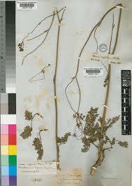 Image result for Afrosciadium