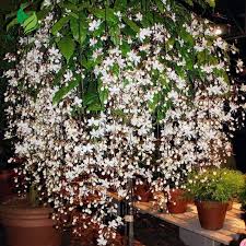 Image result for Clerodendrum schweinfurthii
