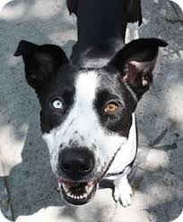 900 Pets For Adoption Ideas Pets Adoption Fur Babies