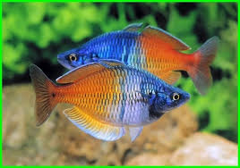 Ikan ini memiliki nama dagang clown loach dan bernama latin chromobotia macracanthus. Rainbow Boesemani Ikan Hias Warna Pelangi Yang Cantik Daftarhewan Com