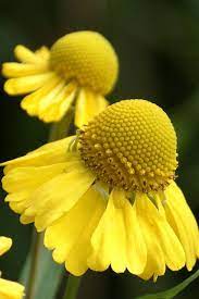 Yellow Flowers Yellow Flowers Amazing Flowers Beautiful Flowers
