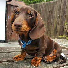 We did not find results for: Sausage Dog Central Sausagedogcentral Instagram Photos And Videos Puppies Cute Puppies Dachshund Dog