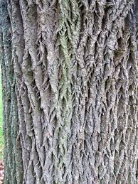 Image result for Fraxinus velutina