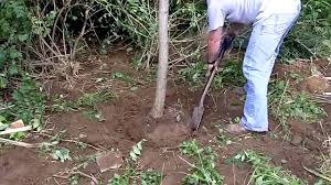 Use a pruning saw or reciprocating saw to cut remove any rocks from the around the stump, then use the stump grinder to slowly chip away at the. Tree Stump Removal Instructions Youtube