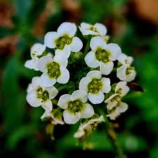 Image result for Limeum viscosum