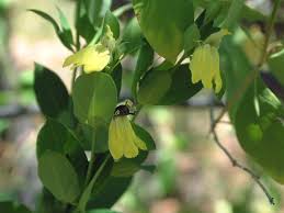 Image result for Justicia odora