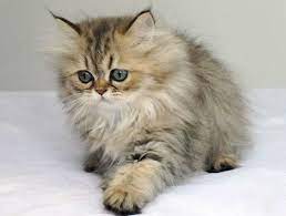 Maybe you would like to learn more about one of these? Chinchilla Cat Chinchilla Persian Cats Daily Beauty 3 Chinchilla Persian Cats Gorgeous Cats Cute Cats And Kittens Cats