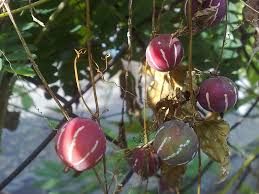 Image result for Diplocyclos