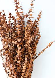 Earthy Terra Cotta Preserved Spiral Eucalyptus 28 30 Terracotta Dried Flowers Plant Aesthetic