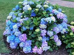Kolibri Kerteszet Hydrangea Hortenzia In 2021 Hydrangea Macrophylla Hydrangea Garden Hydrangea