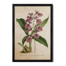 Image result for Eulophia guineensis