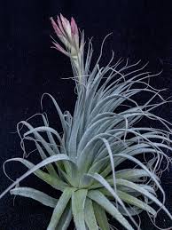 Image result for Bridelia ripicola