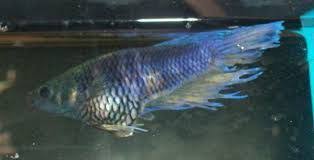 Is It Possible My Female Bettas Pregnant Fishkeepers Amino Amino