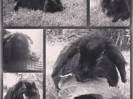 Grab as many as you want and access them and all their updates any time via your account Is My Bunny Dying What You Need To Know Pethelpful