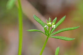 Image result for Galium stenophyllum