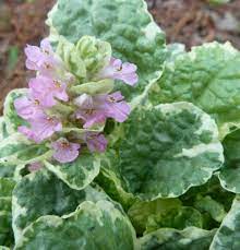 Bugleweed Ajuga Reptans Pink Lightning Outdoor Spaces Outdoor Garden