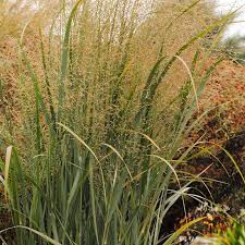 Image result for Panicum novemnerve