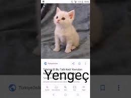 Burclara Gore Tatlis Kediler Youtube